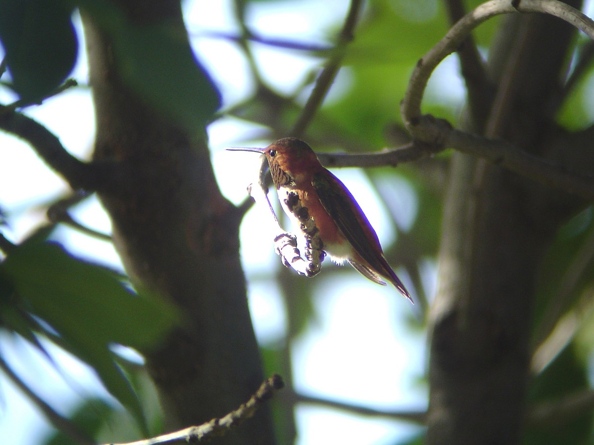 Rufous Hummingbird - Kevin Groeneweg