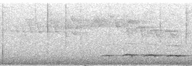 White-streaked Antvireo (White-streaked) - ML92814