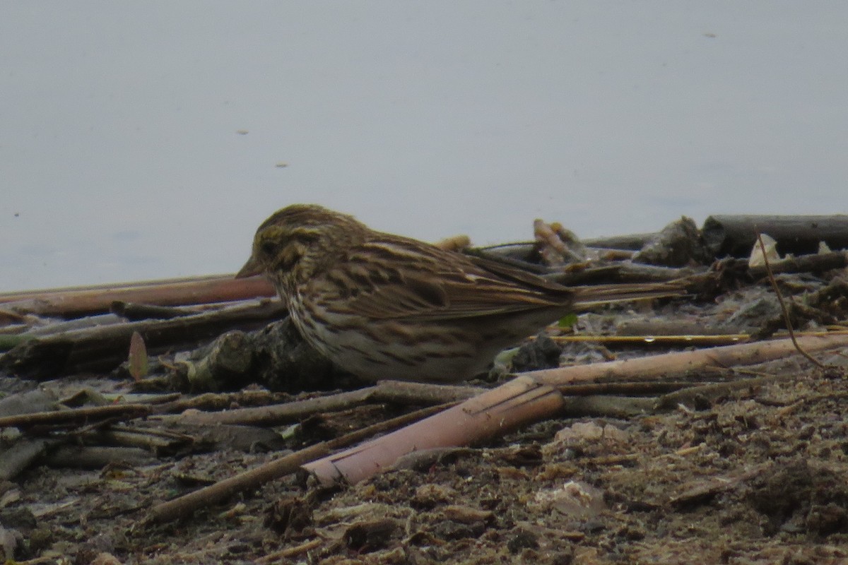Savannah Sparrow (Belding's) - ML92814421