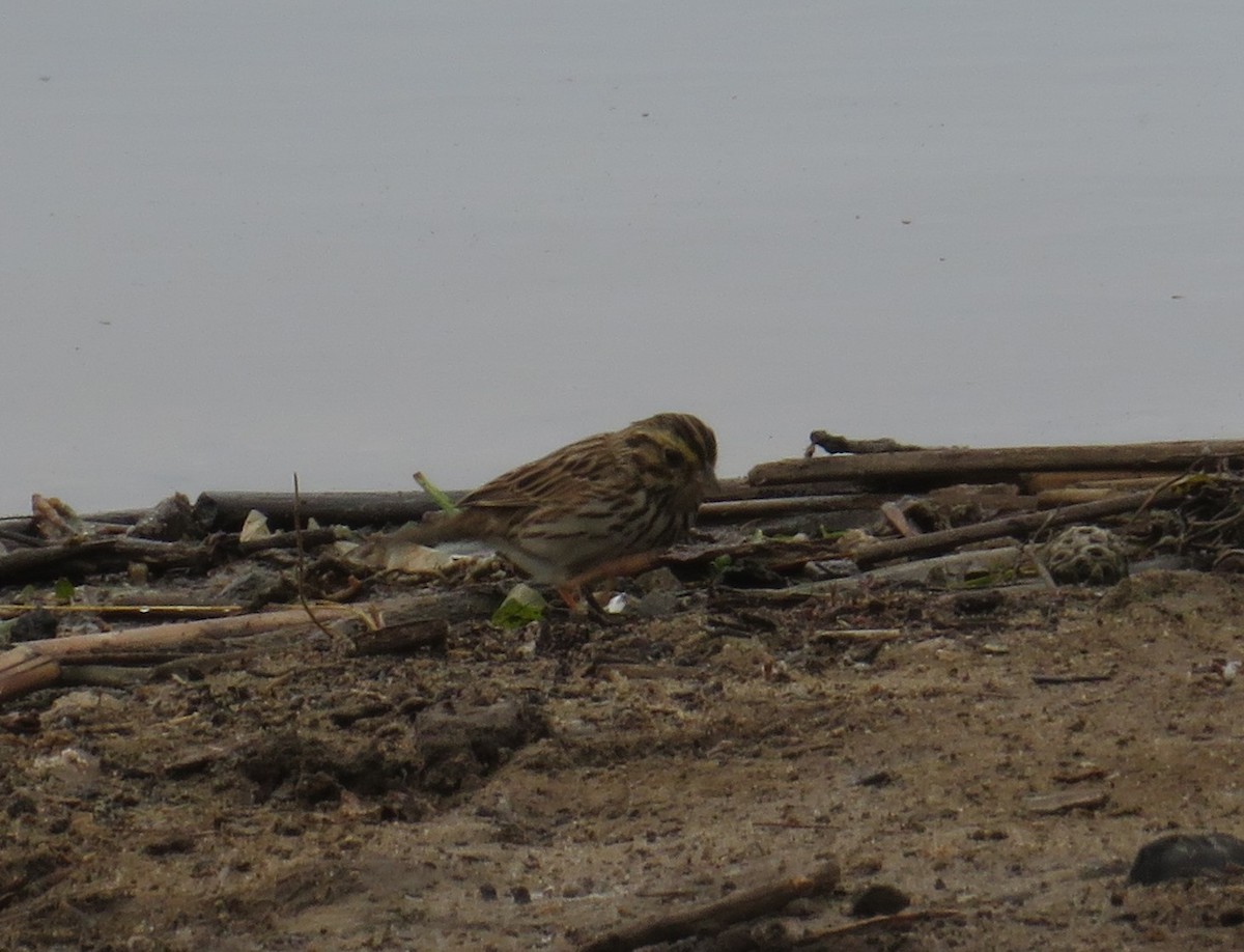Savannah Sparrow (Belding's) - ML92815801