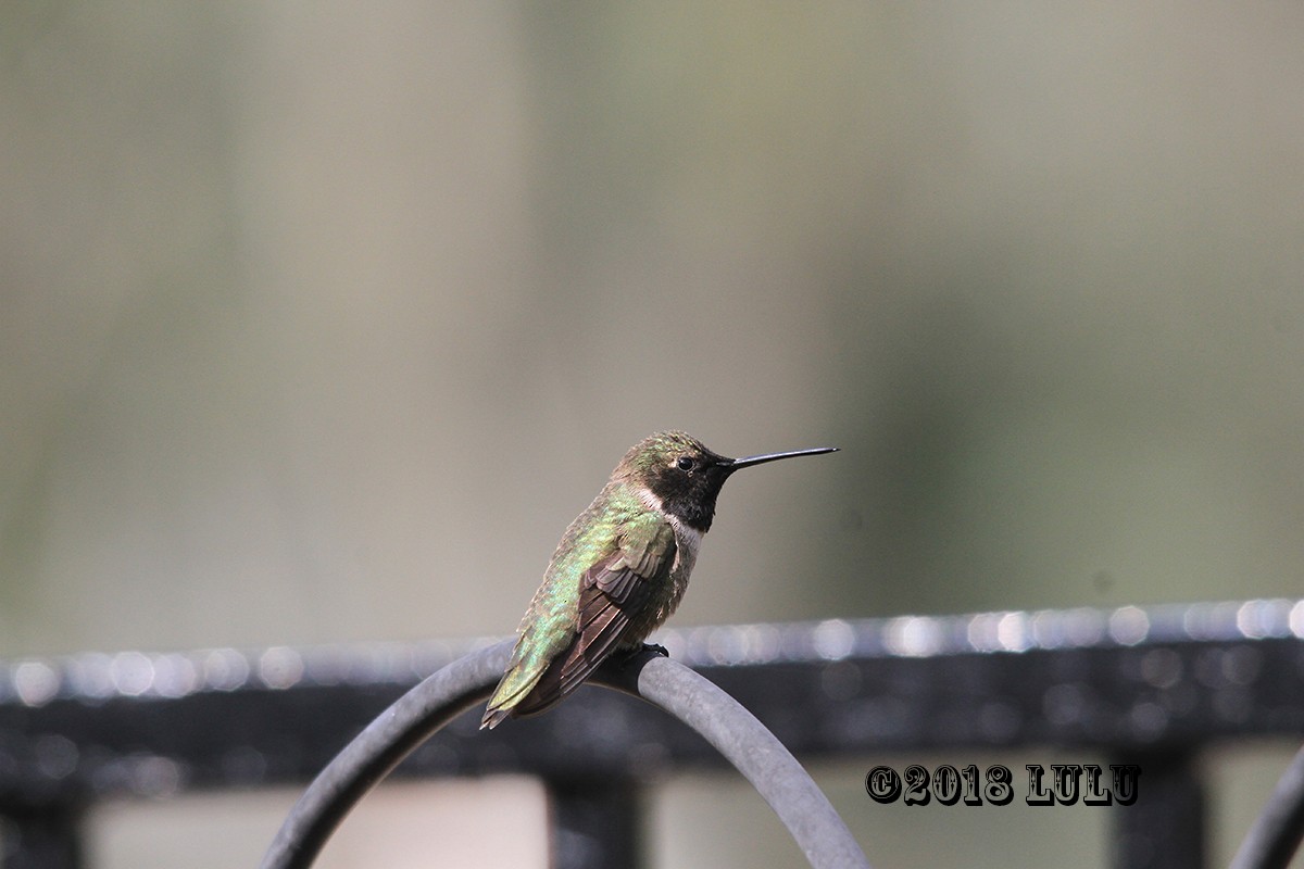 Black-chinned Hummingbird - ML92815941