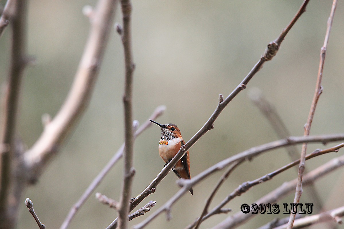 Rufous Hummingbird - ML92816331