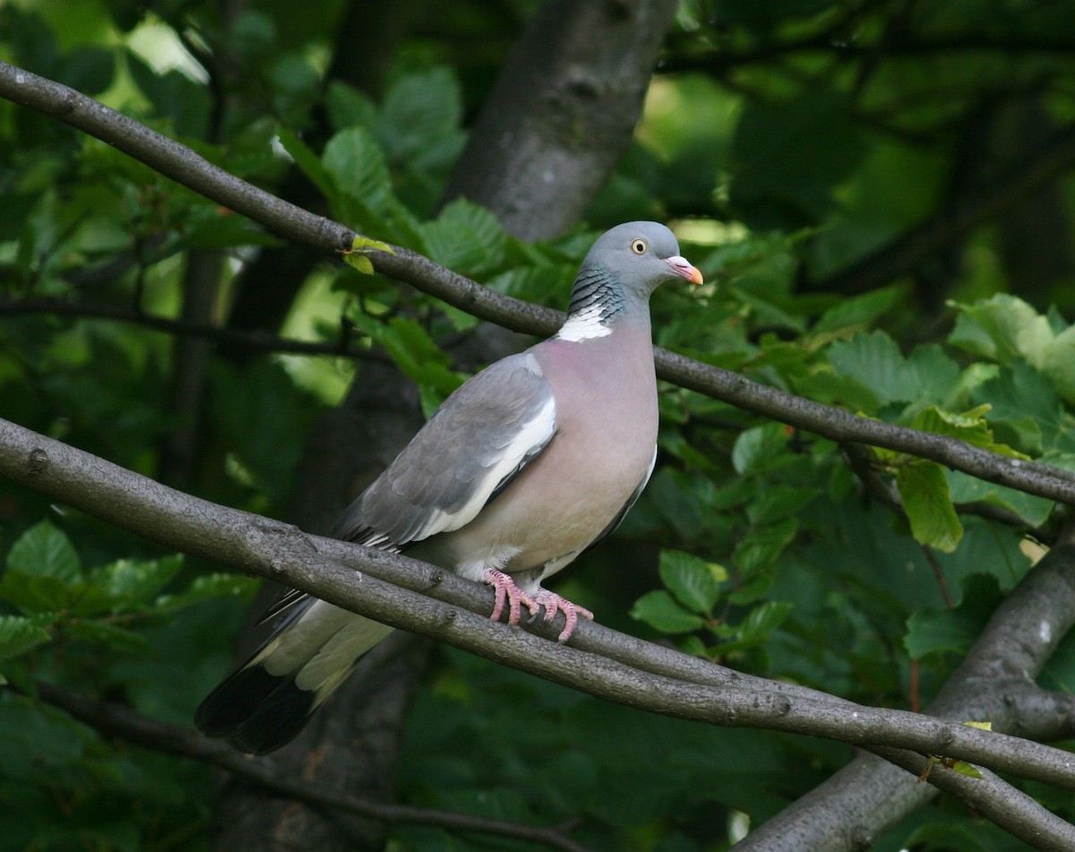 Common Wood-Pigeon - ML92816341