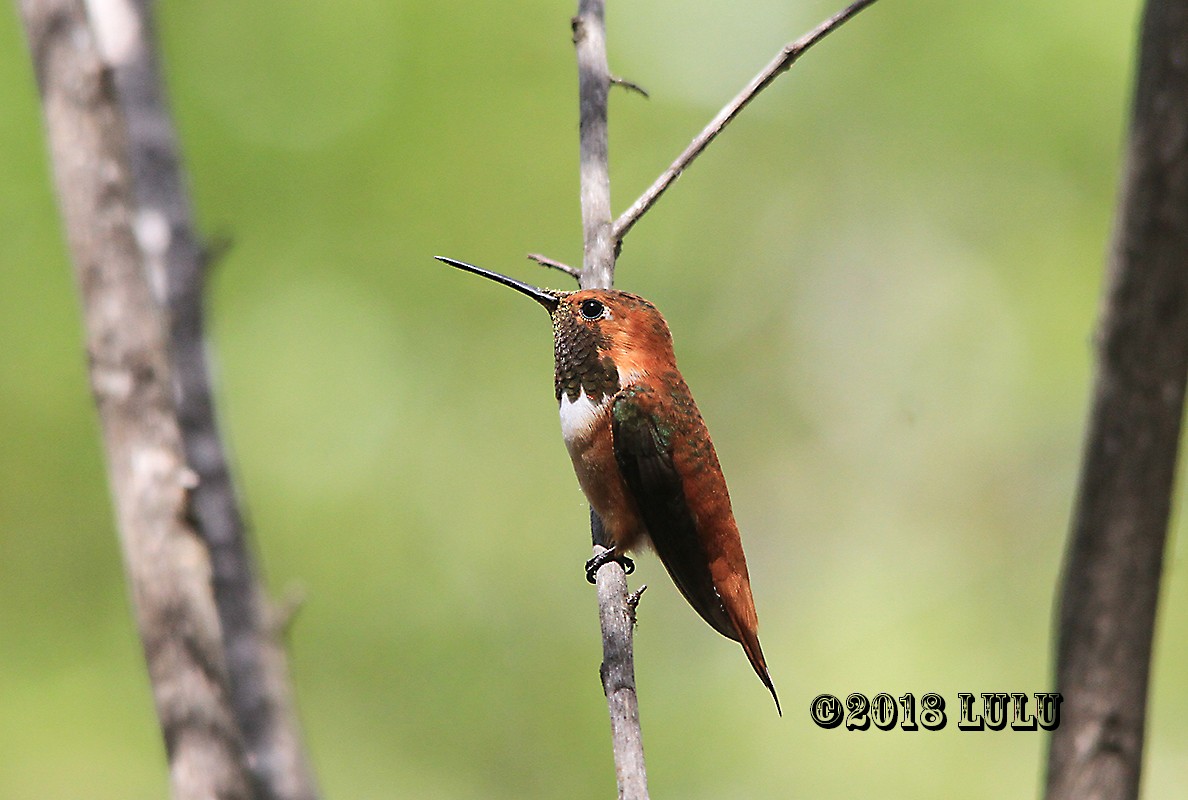 Kızıl Sırtlı Kolibri - ML92816351