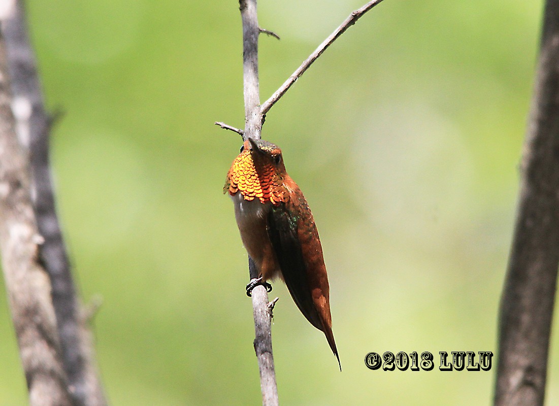 Kızıl Sırtlı Kolibri - ML92816361