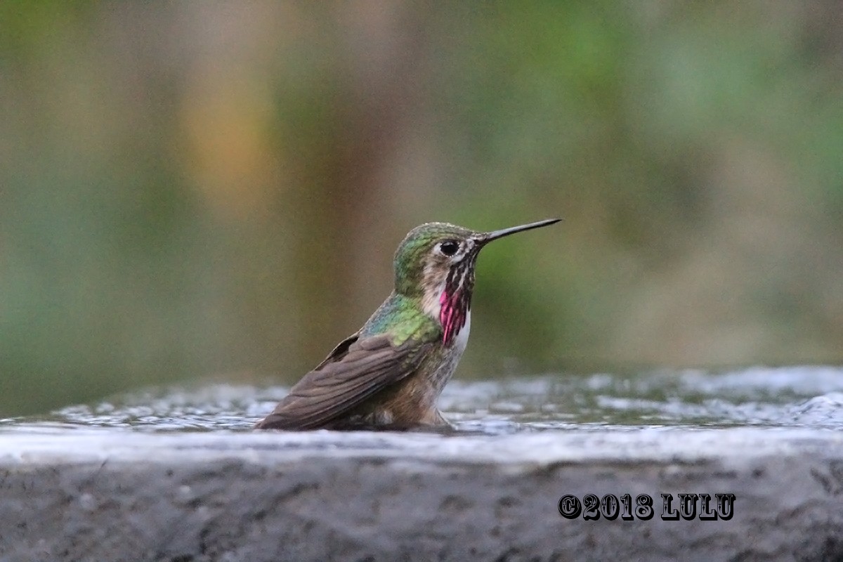 Calliope Hummingbird - ML92816871