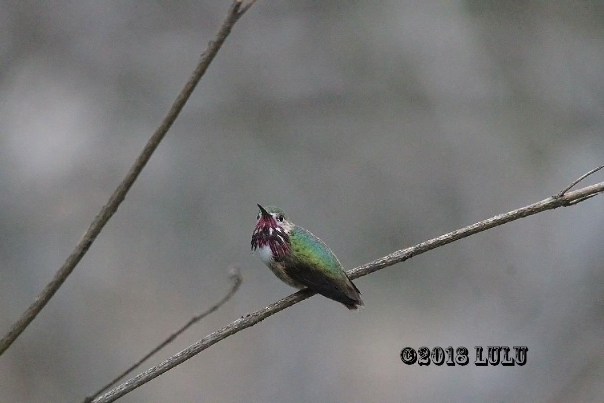 Calliope Hummingbird - ML92816941