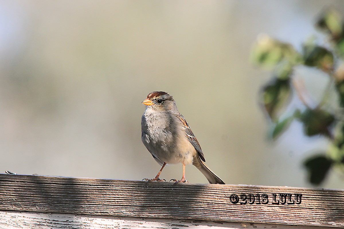 White-crowned Sparrow - ML92817671
