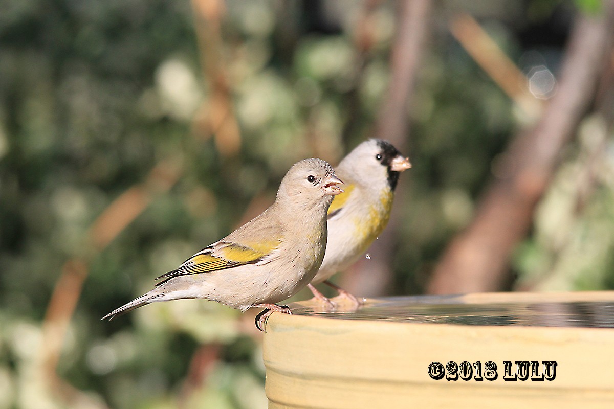 Lawrence's Goldfinch - ML92818291