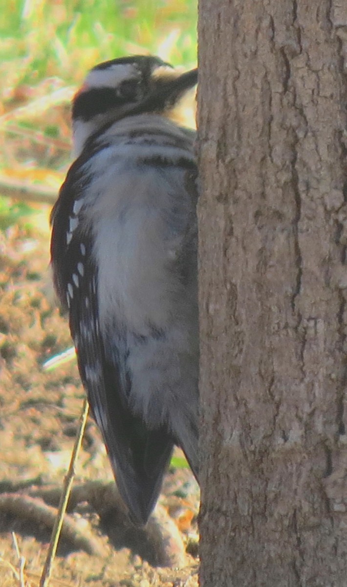 Downy Woodpecker (Rocky Mts.) - ML92818311