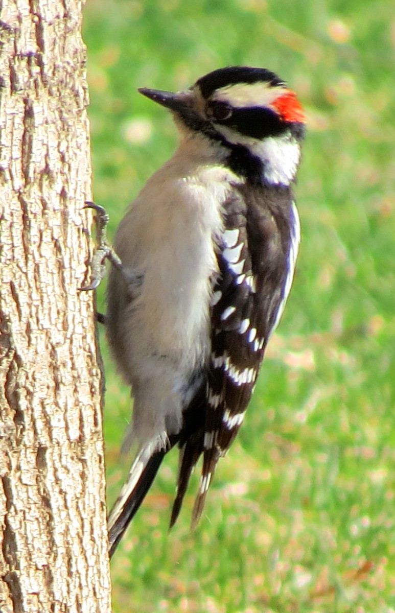 Downy Woodpecker (Rocky Mts.) - ML92818321