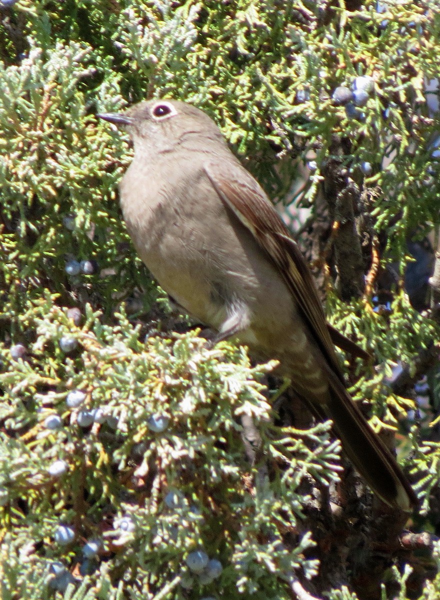 Townsend's Solitaire - ML92819291