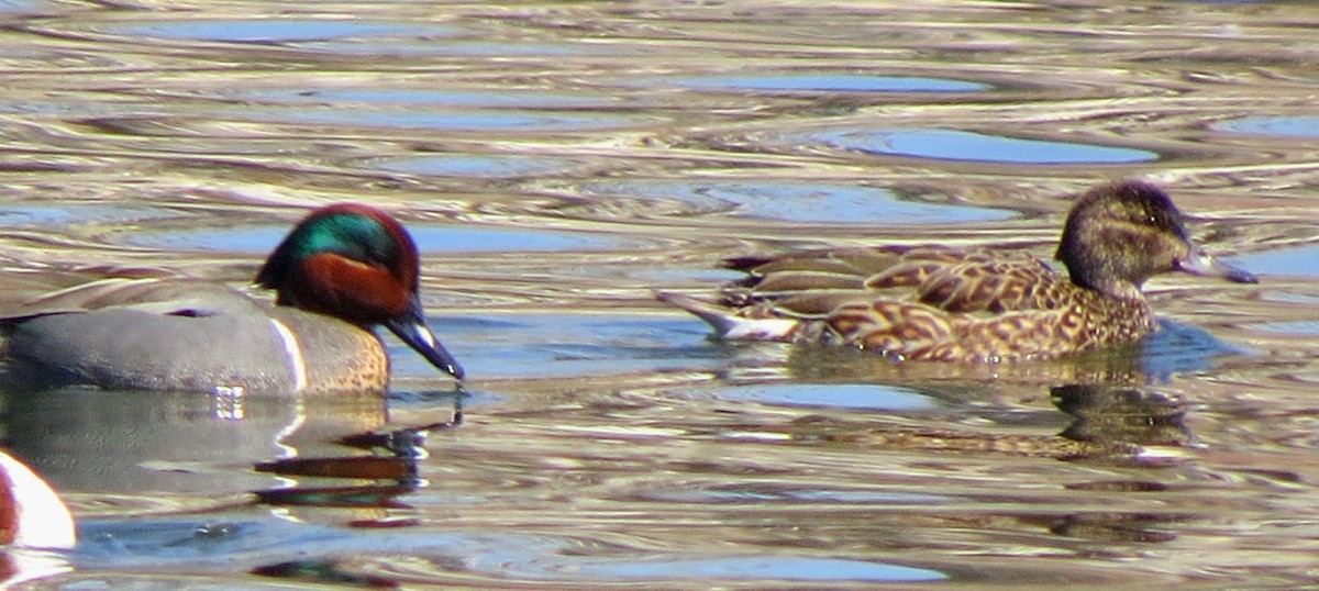 Green-winged Teal - Patrick O'Driscoll