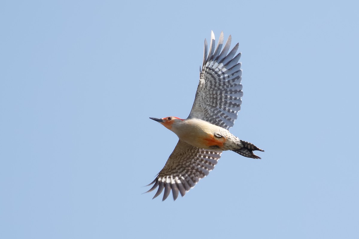 Red-bellied Woodpecker - Steve Kolbe