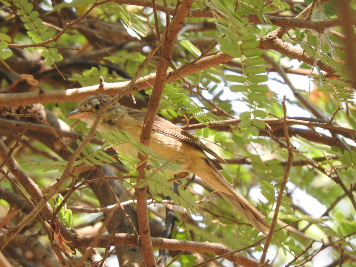 Thick-billed Warbler - ML92821981