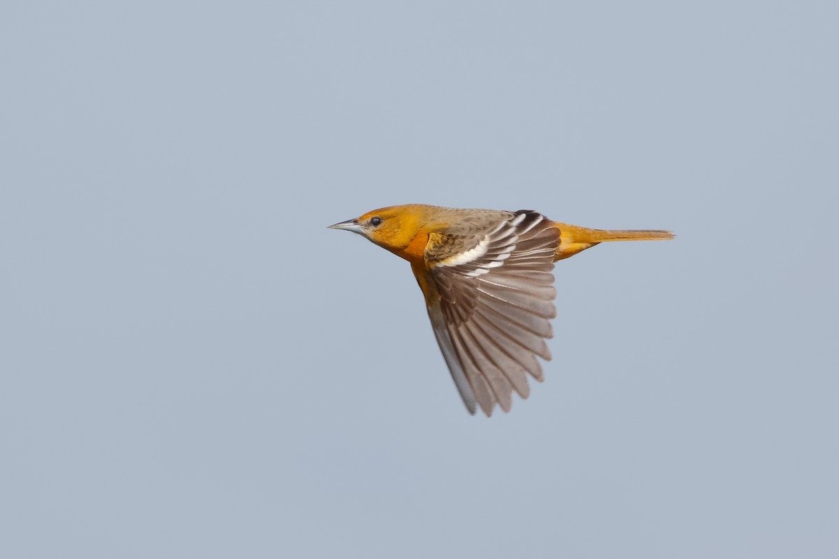 Baltimore Oriole - Steve Kolbe