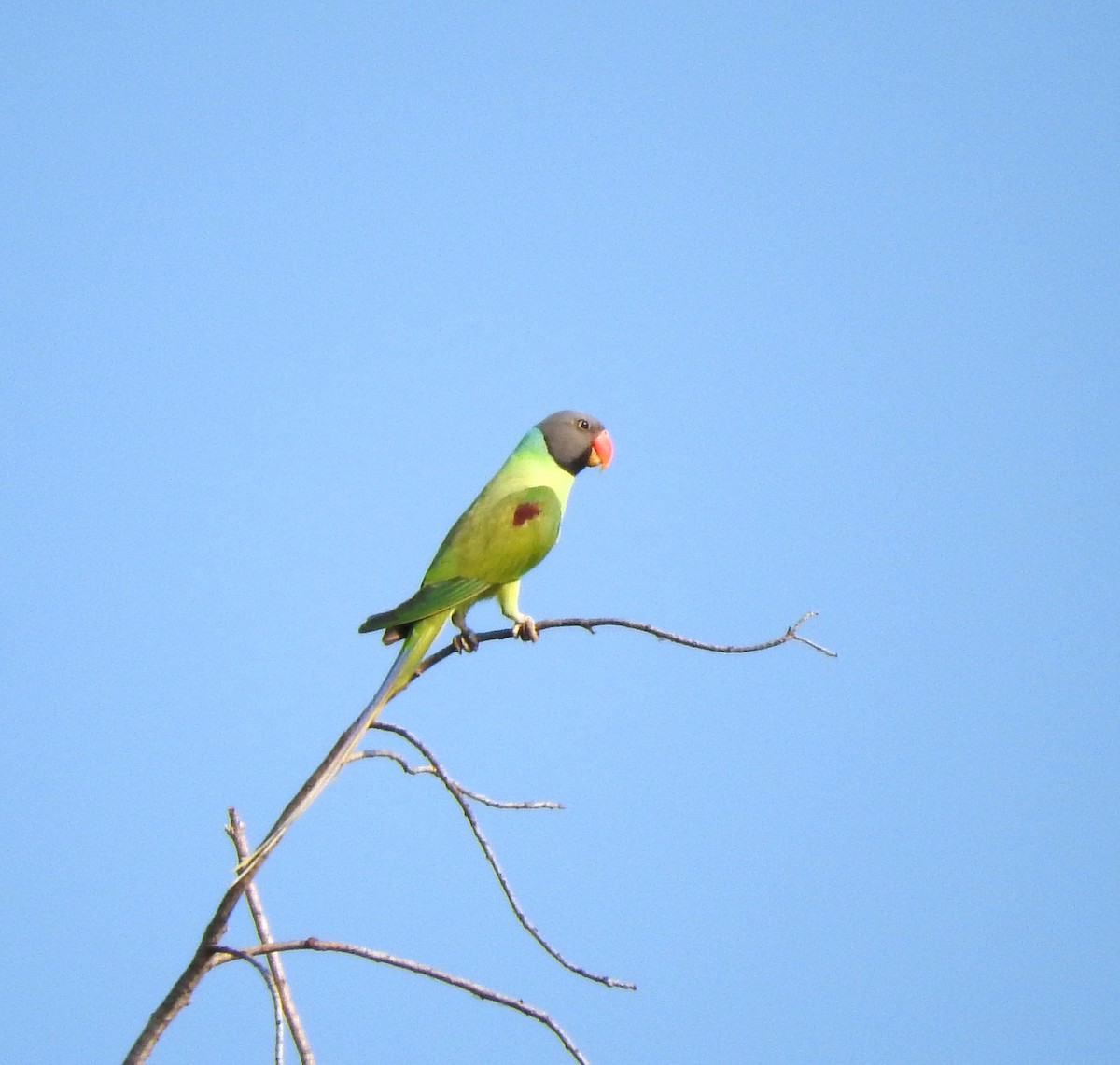 Gray-headed Parakeet - Cole Gaerber