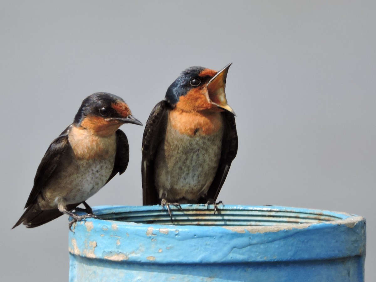 Pacific Swallow - ML92824111