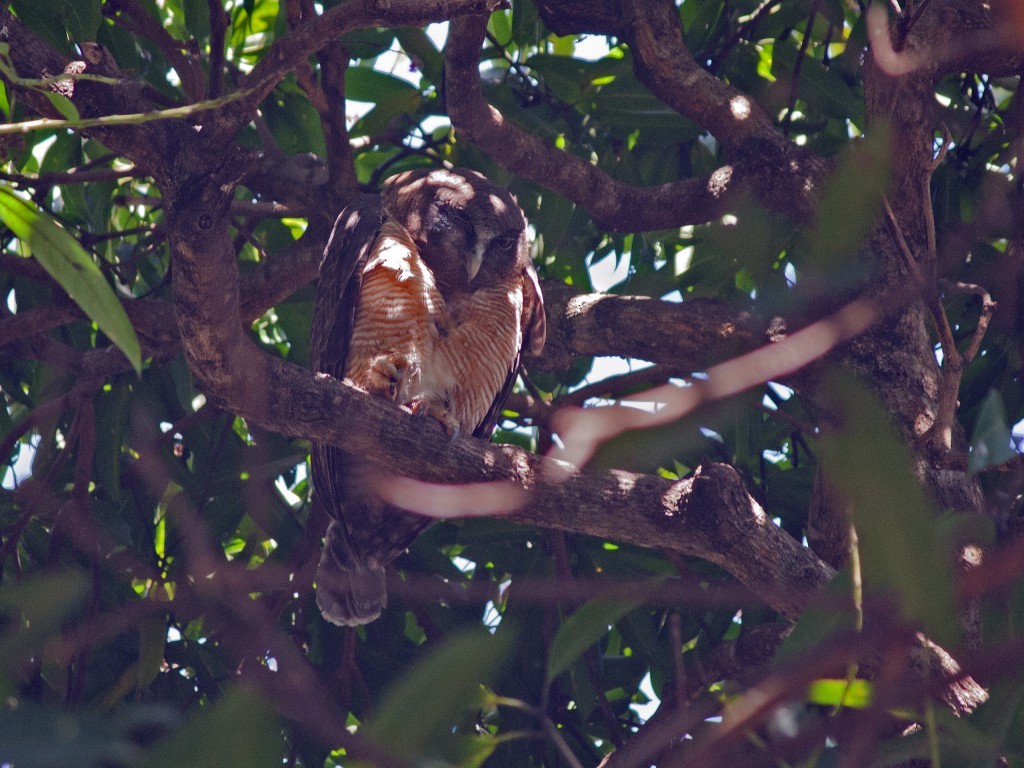 Rufous Owl - ML92824231