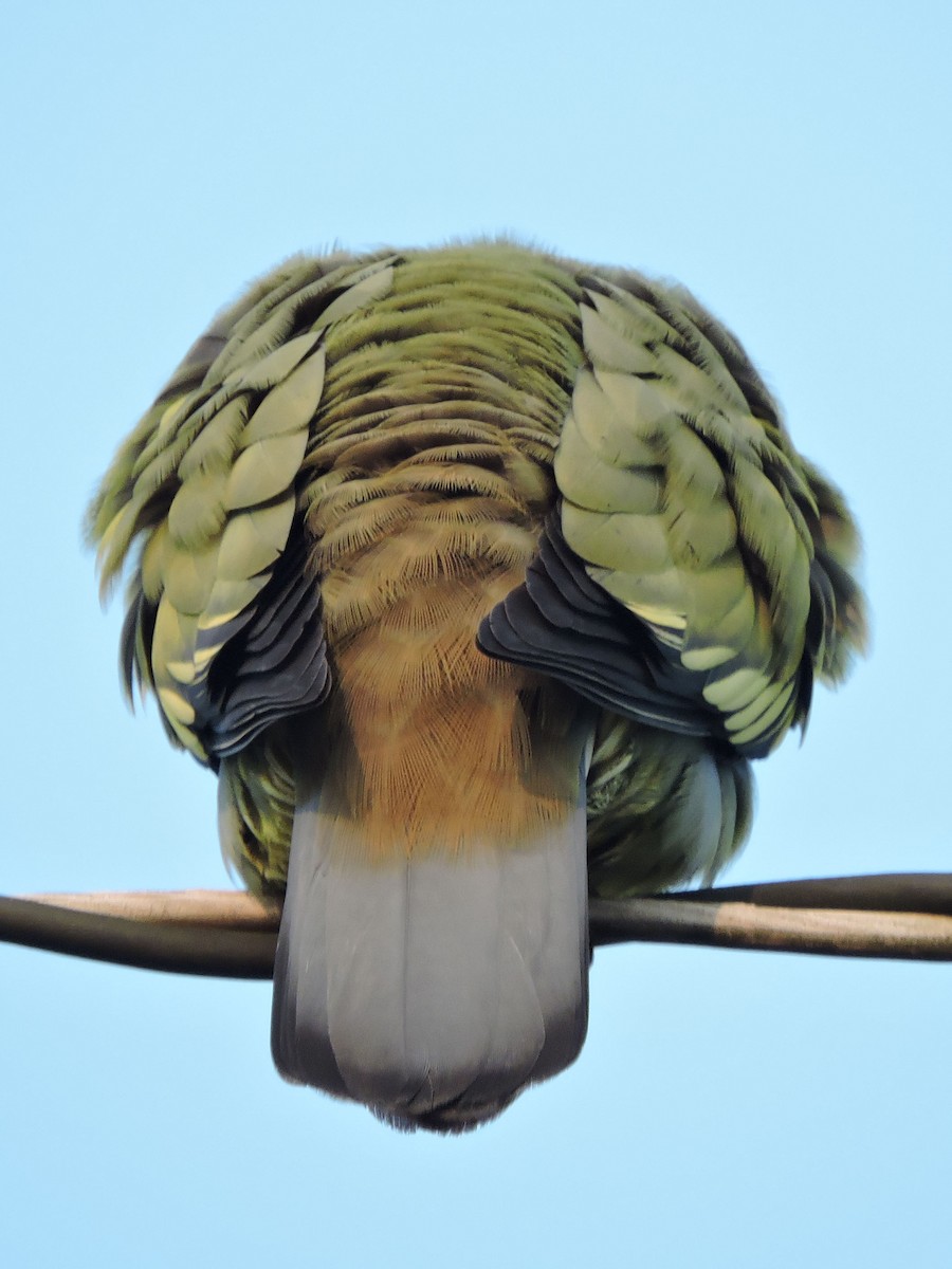 Pink-necked Green-Pigeon - ML92824671