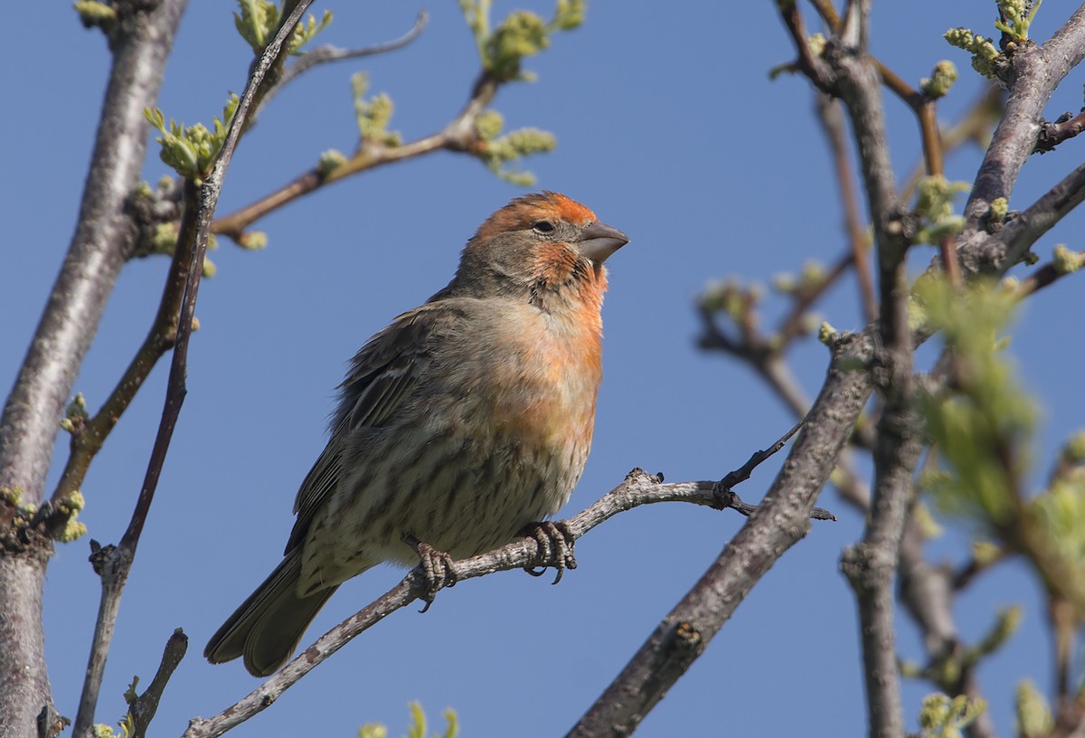 House Finch - Jerry Ting