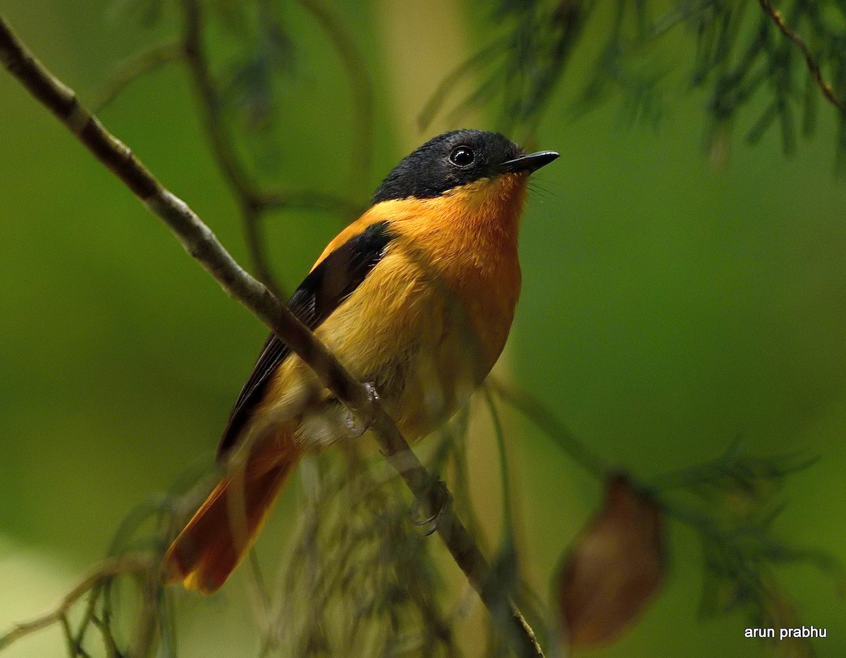 Black-and-orange Flycatcher - Arun Prabhu