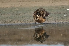 Long-billed Dowitcher - ML92827921