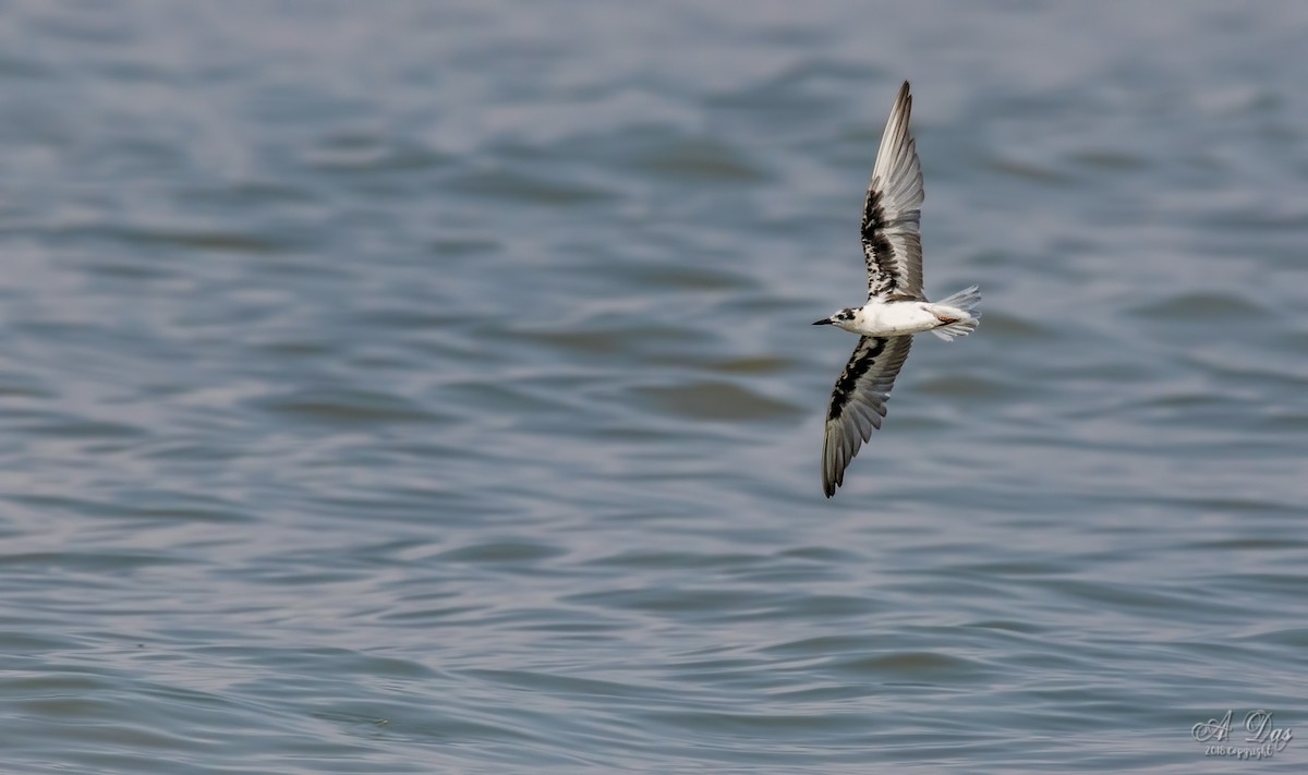 White-winged Tern - ML92828091