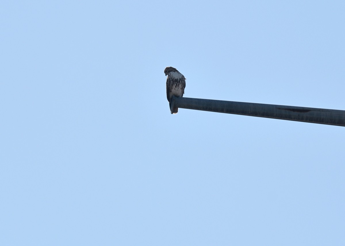 Red-tailed Hawk - ML92828541