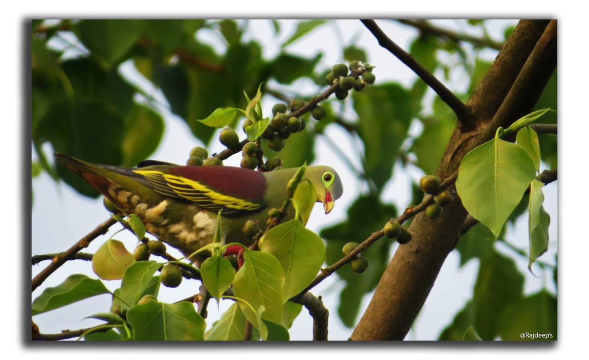 Thick-billed Green-Pigeon - Rajdeep Mitra
