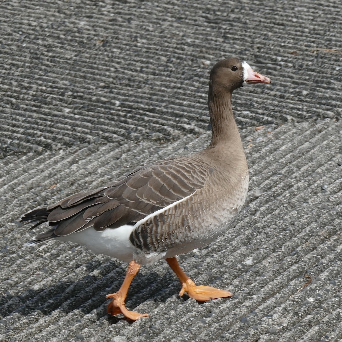 Greater White-fronted Goose - Lorrie Anderson