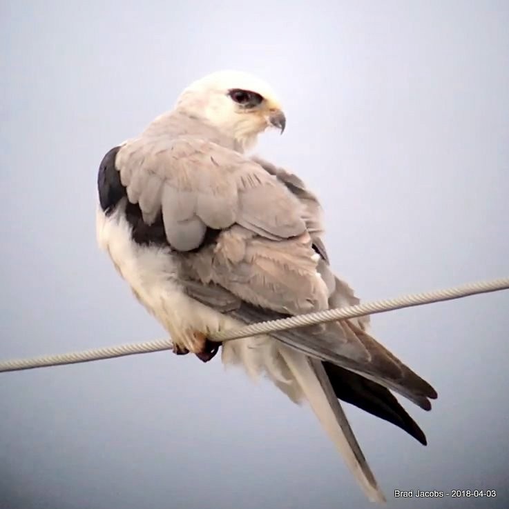 White-tailed Kite - Brad Jacobs