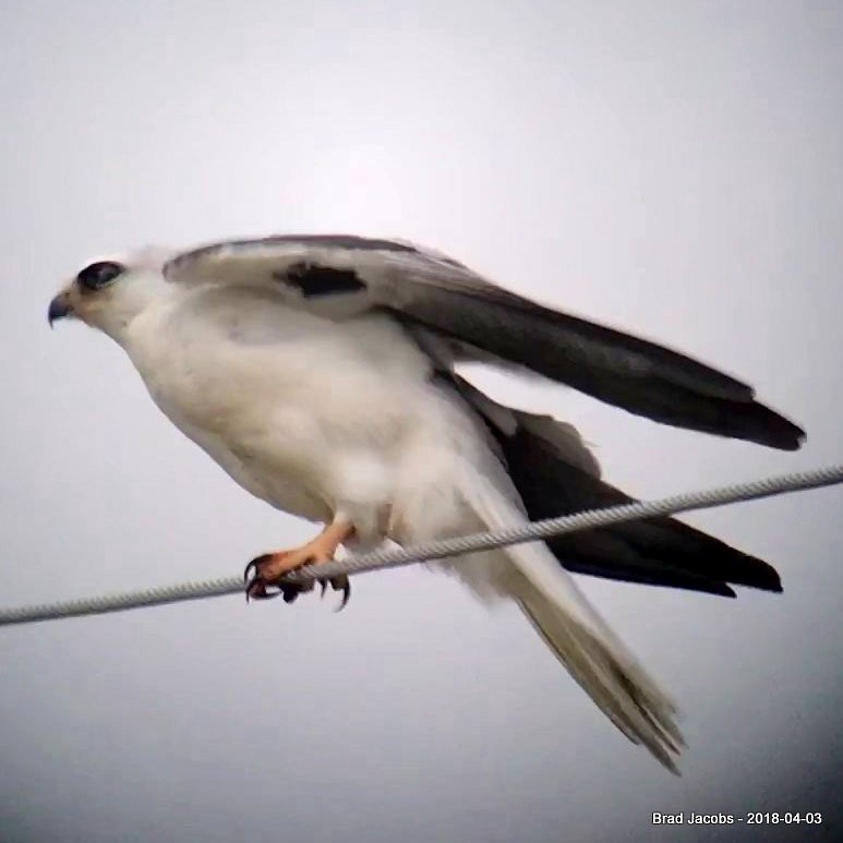 White-tailed Kite - ML92830751