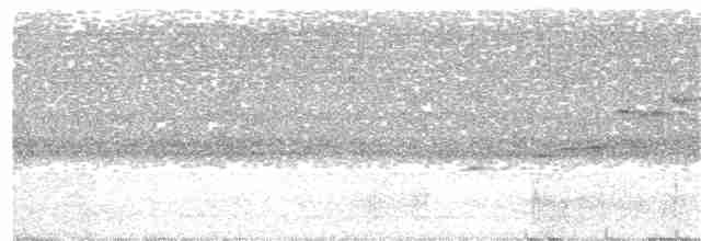 Papamoscas de Tickell - ML92831001