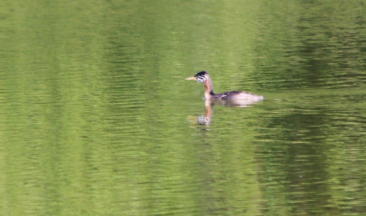 Red-necked Grebe - ML92832791