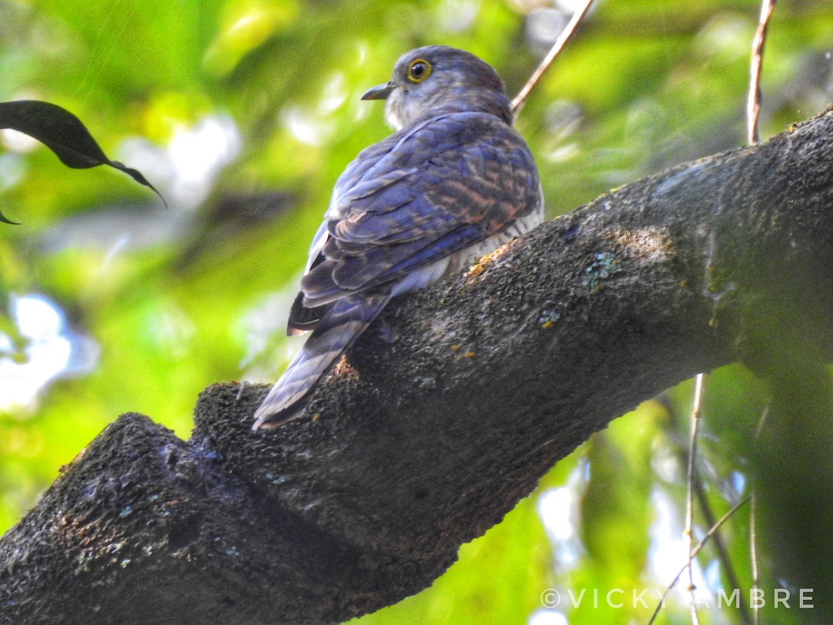 Common Hawk-Cuckoo - Vicky Ambre