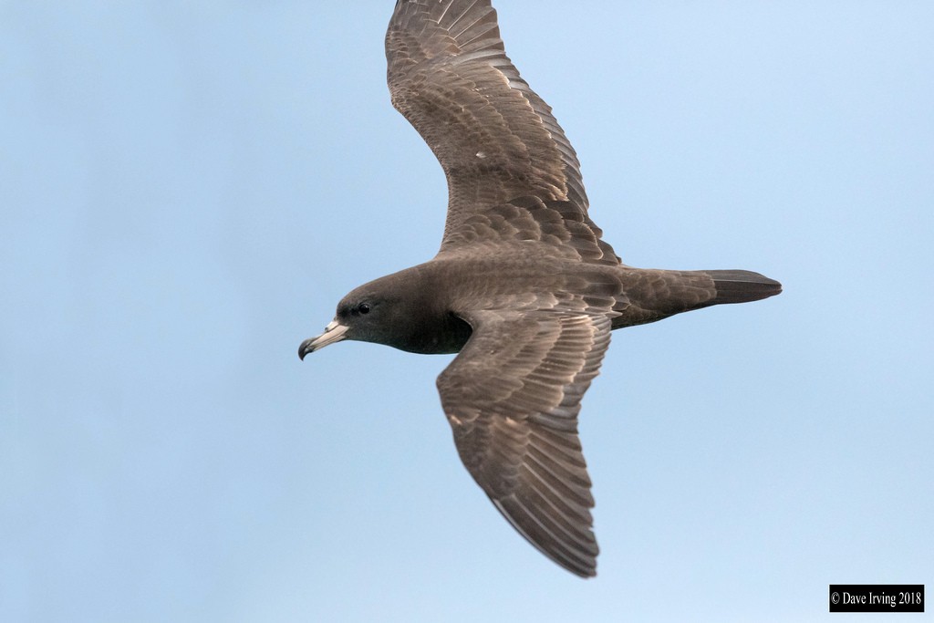 Flesh-footed Shearwater - ML92834951