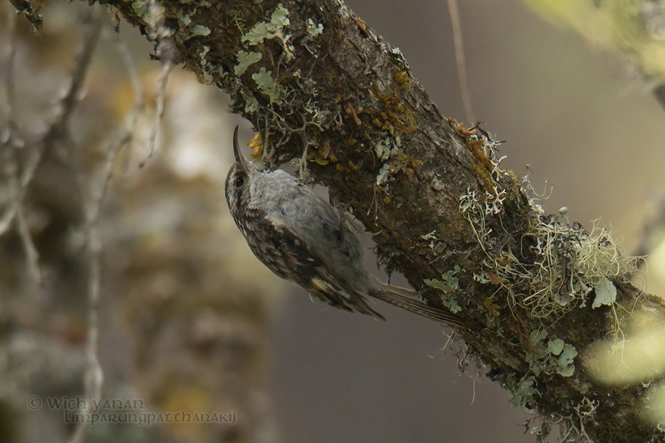 Bar-tailed Treecreeper - Wich’yanan Limparungpatthanakij