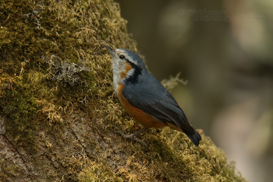 White-browed Nuthatch - ML92835651