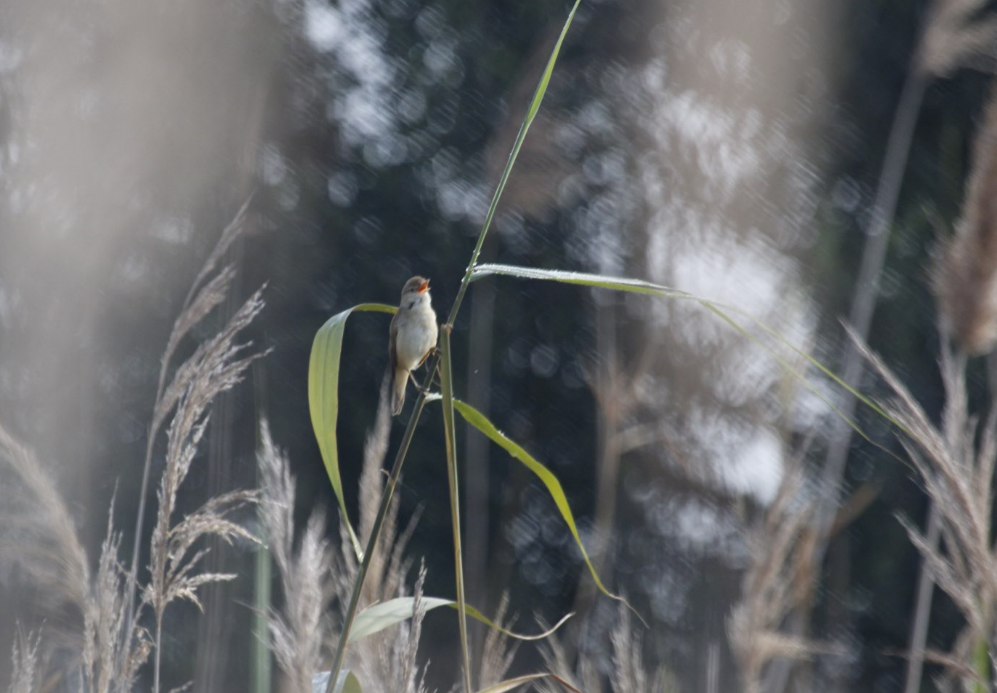 Common Reed Warbler - José Godinho