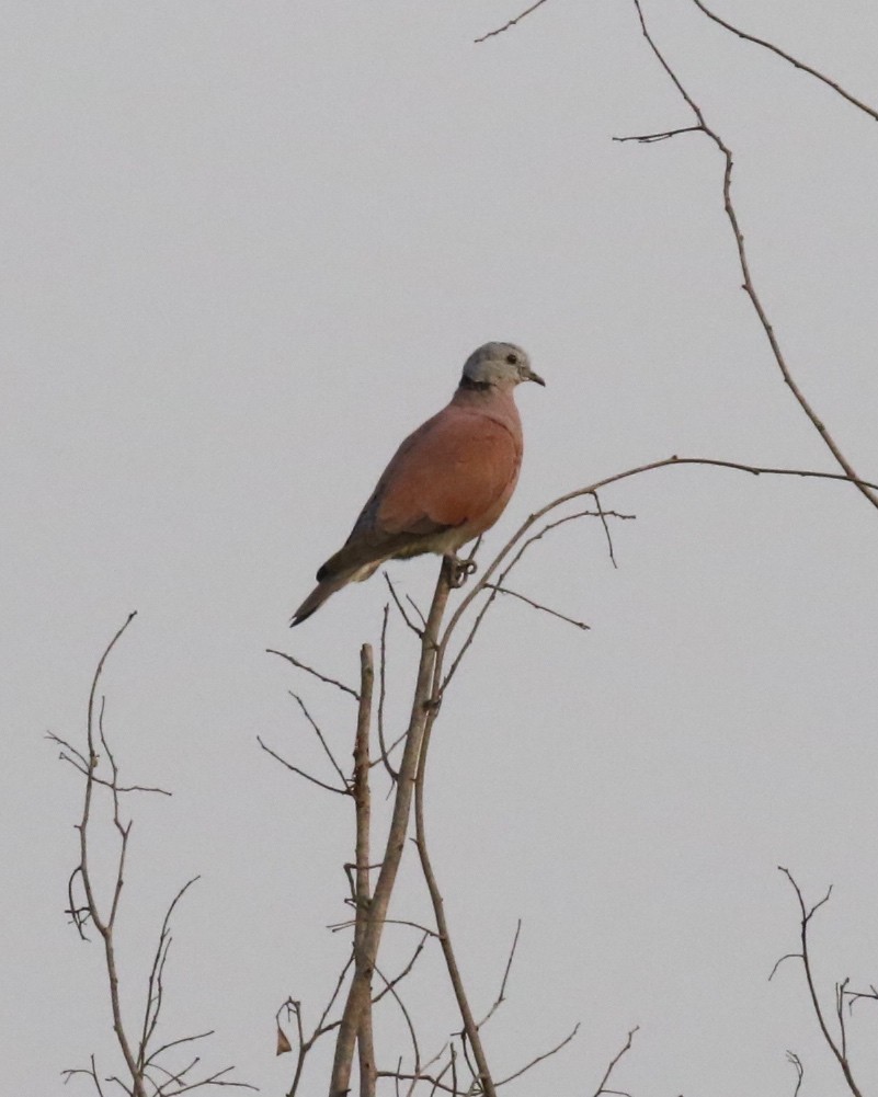 Red Collared-Dove - Susan Murphy