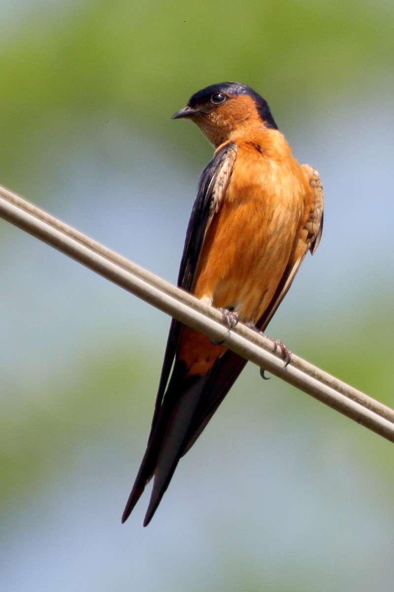 Sri Lanka Swallow - ML92839691