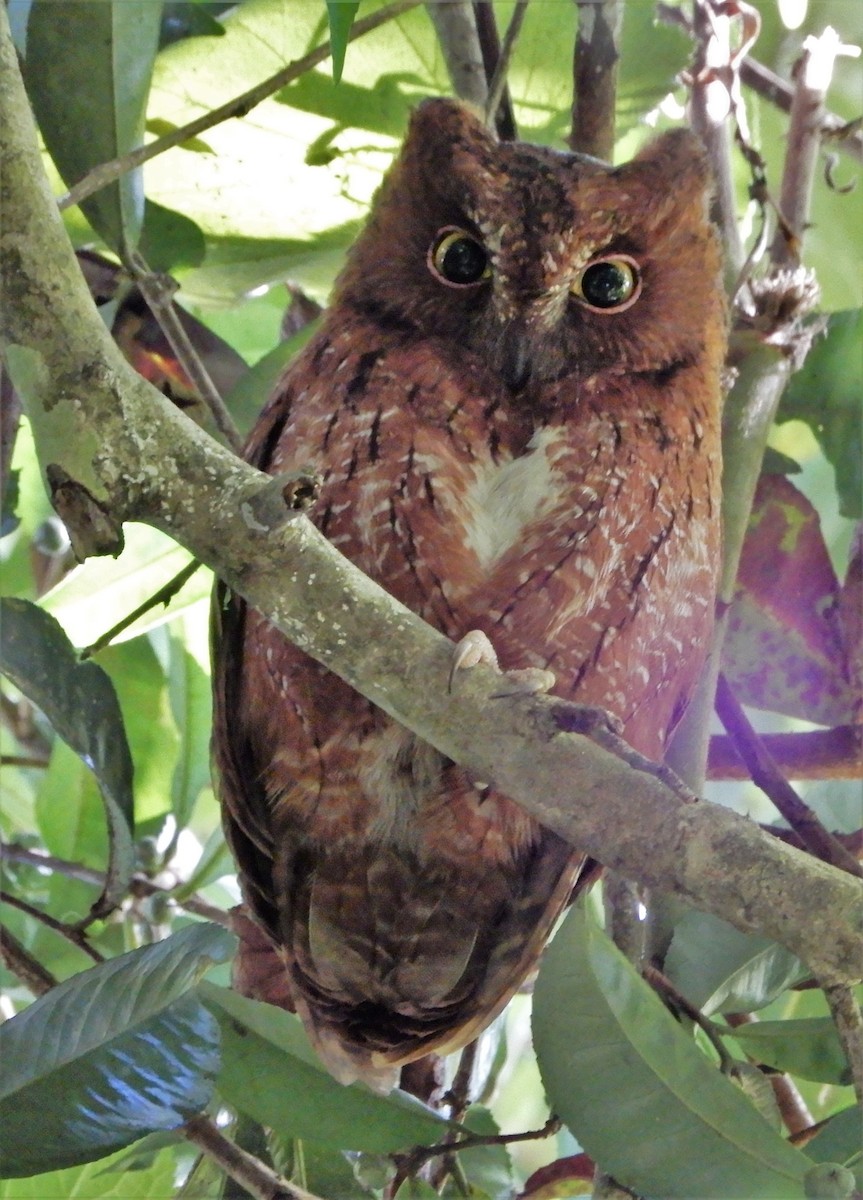 Madagascar Scops-Owl (Torotoroka) - Peter Zika