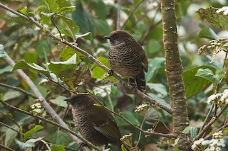  - Brown-capped Laughingthrush