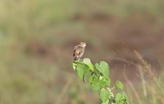 Whinchat - ML92840781