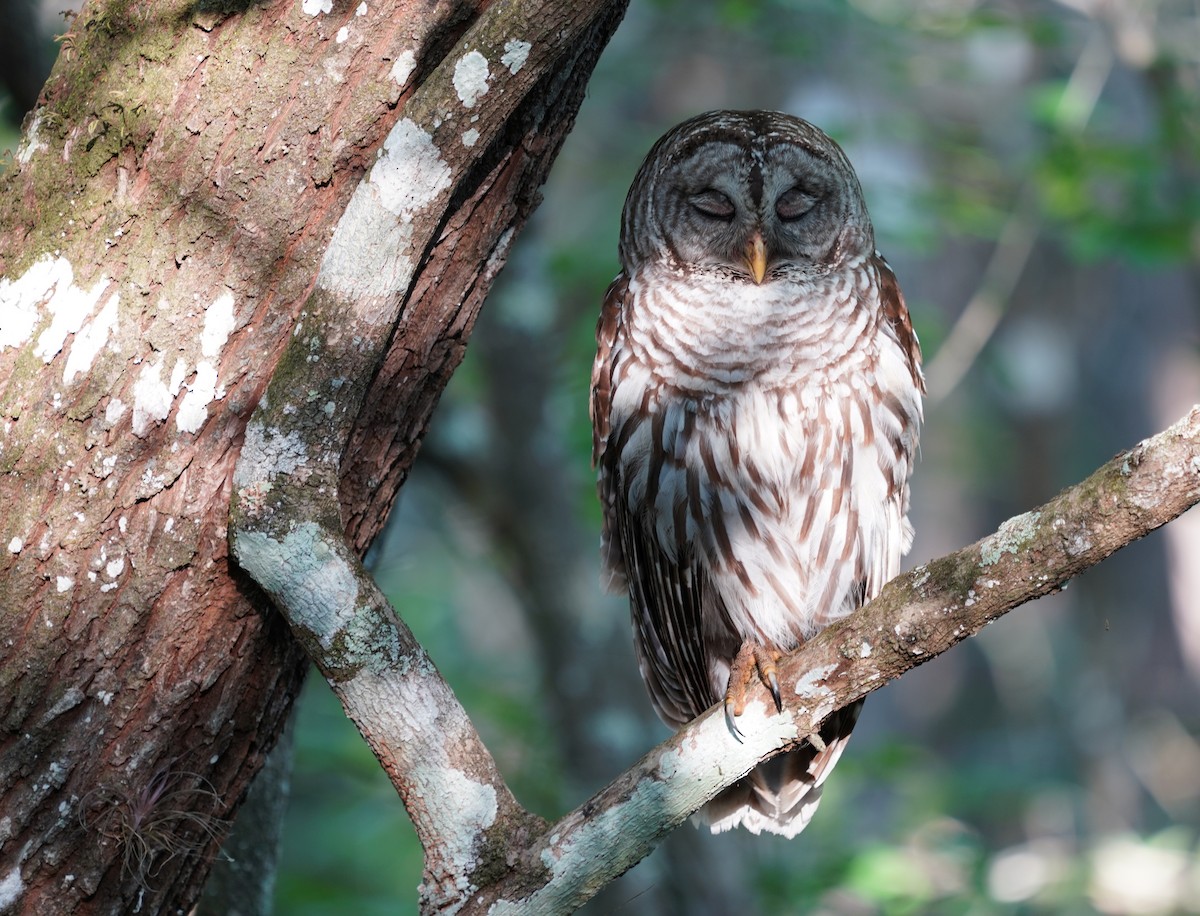 Barred Owl - Teri Zambon True