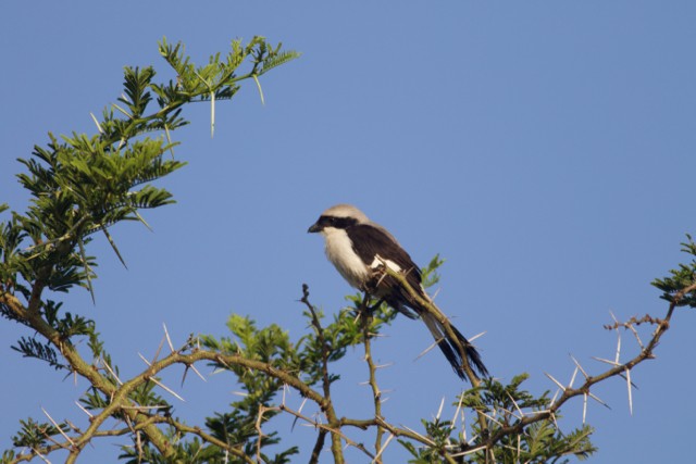 Gray-backed Fiscal - ML92840871