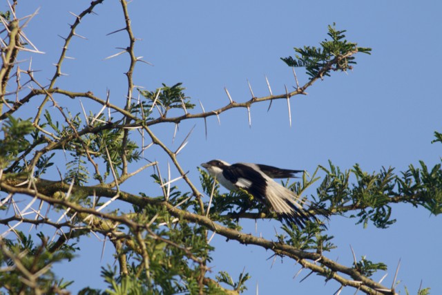 Gray-backed Fiscal - ML92840911