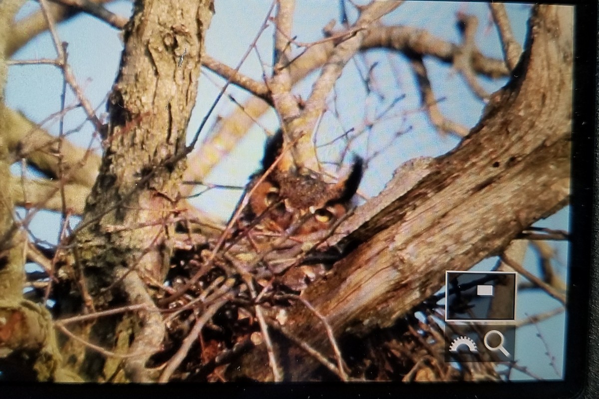 Great Horned Owl - ML92841101