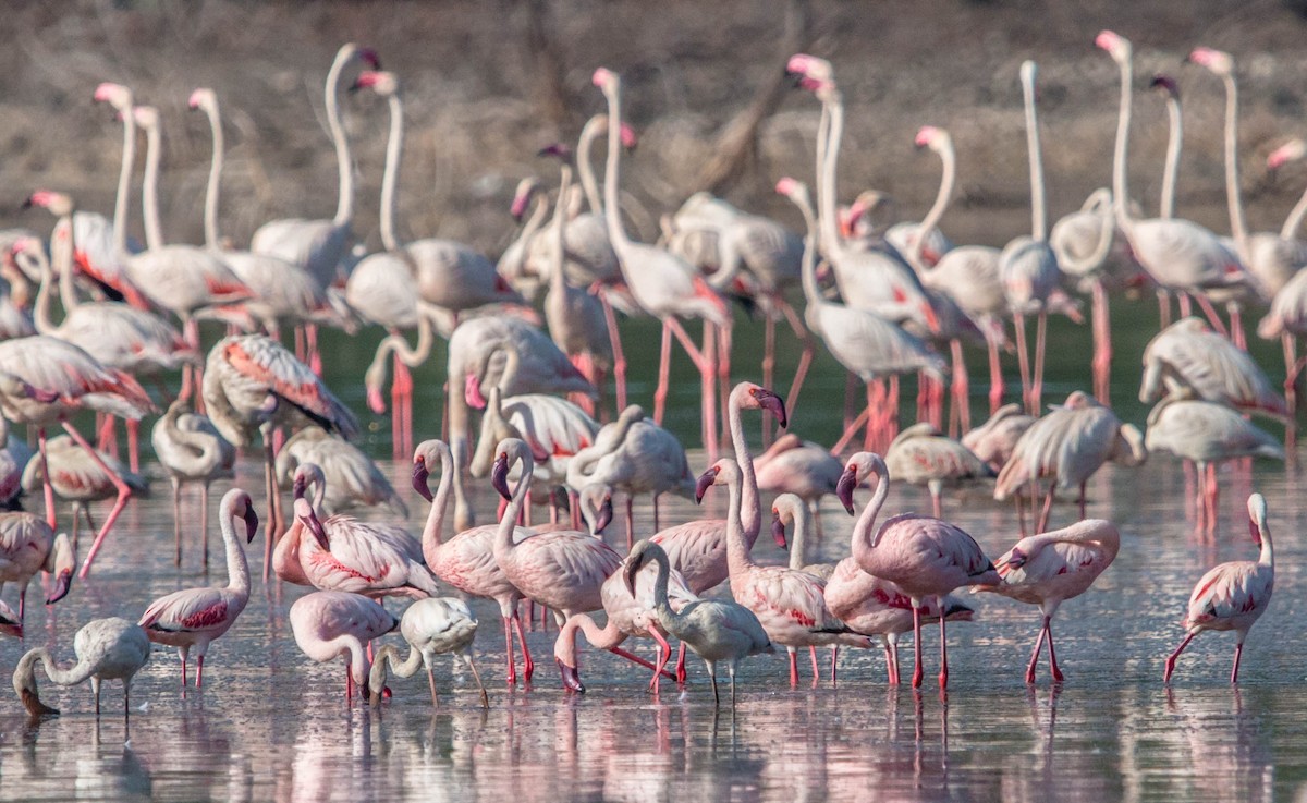 Lesser Flamingo - Kevin Vande Vusse